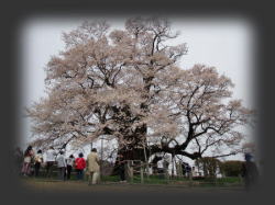 2006/4/18@wiɂȂ̐Fɂč̐Fʂ肪ω悤łˁB