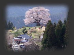 2007/4/4@11:01@̂QTɂ́AˑRႪ~ĂB