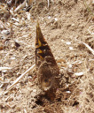 2007/4/20@^PmRÂoĂB