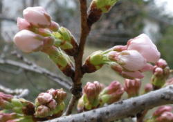 2009/3/20 福山市丸の内 福山城