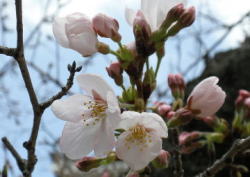 2009/3/20 福山市丸の内 福山城 ソメイヨシノが開花していました。