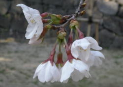2009/3/26 福山市丸の内 福山城 2分咲きかなぁー。