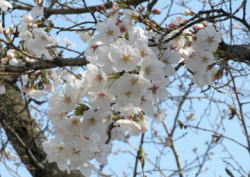 2009/3/26 福山市丸の内 福山城 満開状態の枝もありました。