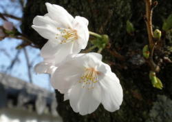 2009/3/26 幹に枝を少し伸ばしただけでも可憐な花を咲かせていた。