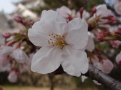 2010/4/4 福山城 ソメイヨシノ