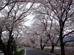 2010/4/7 天領くせ桜まつり 満開だった。