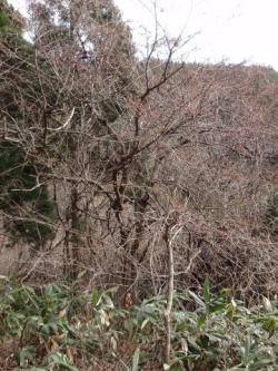2010/4/10 苫田郡鏡野町岩屋 樹木は直径15cmはある