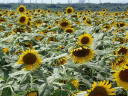 2007/8/23 14߂Be@Ђ܂N̖ҏɃEÛ悤Ȃ[B