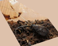 ♂　雄