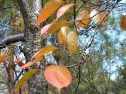 2010/11/23 オオシマザクラの紅葉