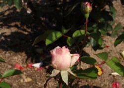 粉粧桜のつぼみ