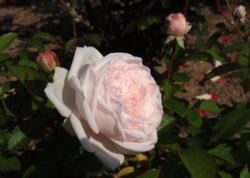 粉粧桜