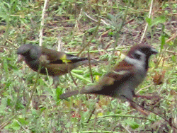 左がカワラヒワ 右がスズメ