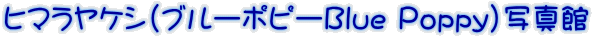 q}PV(u[|s[Blue Poppy)ʐ^