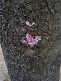 幹の途中から花が咲いていた。